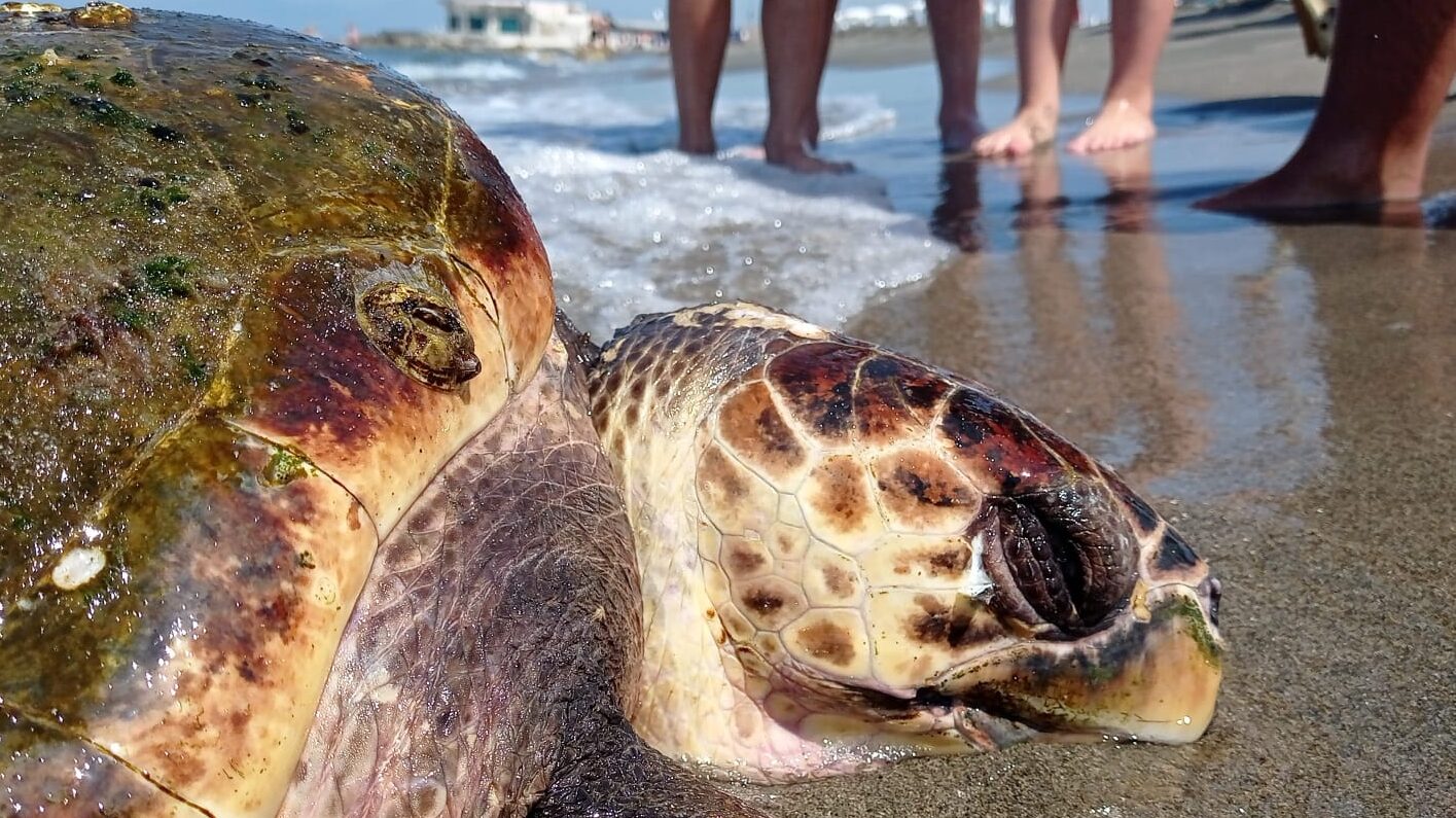 Giornata Mondiale Delle Tartarughe Marine Lenpa Trova Un Nido Nel